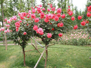 情人节畅销物“玫瑰”竟是切花月季!真玫瑰是谁？