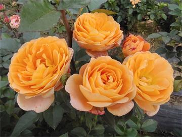情人节畅销物“玫瑰”竟是切花月季!真玫瑰是谁？