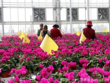 扬州高邮：每天发货30万株，花工厂绽放乡村振兴致富花