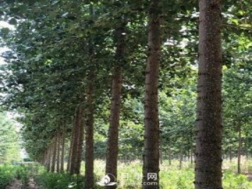 河南周口：培育出不飞絮的杨树新品种
