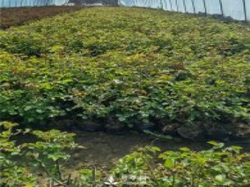 各类盆栽月季上市，南阳杯苗基地全国批发中
