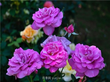 南昌滨江月季园，带你去看天下风流的江西月季花