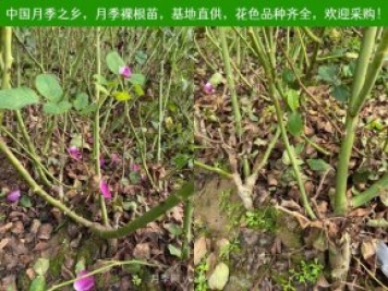 上海龙凤419：月季裸根苗的选购、栽植、肥水、养护技术大全