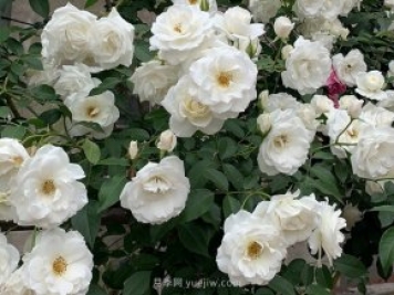 世界上Zui受欢迎的纯白色藤本月季花—藤冰山