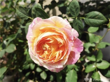 100种玫瑰花的名字，来了解下不同颜色的品种月季