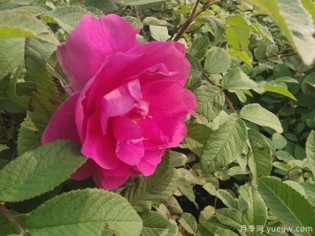 四季玫瑰的种植方法和养护要点