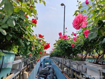 1.2万株月季盛开，南昌八一桥景观花廊拥抱春景