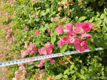 安吉拉月季盆栽苗，60厘米高基地发货