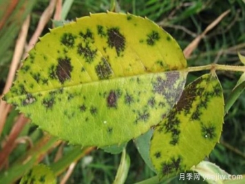 深秋天季节月季出现斑点的病害原因与防治