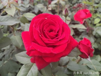 原产中国的玫瑰花(月季花)，是如何成为美国国花的？