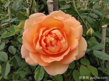 中国月季：欧洲玫瑰花的祖宗，为世界园艺做出了巨大贡献