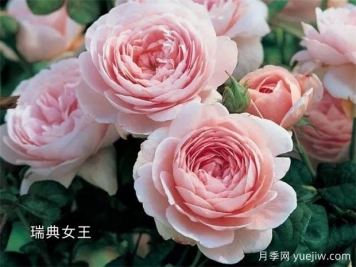 100种月季玫瑰品种图鉴大全，你认识有没有超过10个？