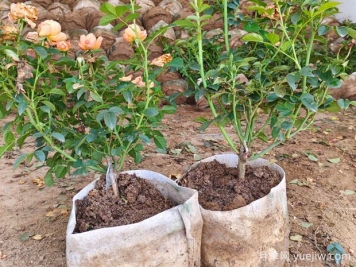 盆栽月季多年不换盆，3个办法也能保持生长旺盛