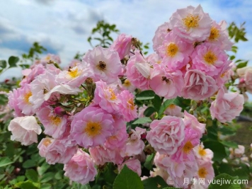 山木香和野蔷薇的辨识区别