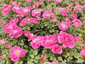 仙境盆栽月季杯苗粉色丰花，绿化工程批发