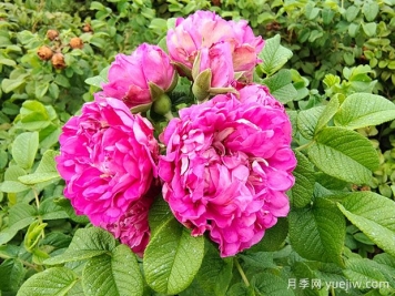 紫枝玫瑰，一年多次开花的绿化玫瑰