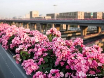 杭州高架月季实现定期开花，是如何进行花期调控的？