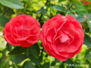 种上木香蔷薇花蛮强爆花，红橙白黄木香你喜欢哪个？