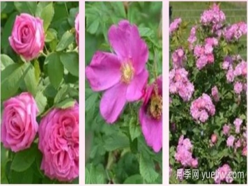 轻松区分月季、玫瑰和蔷薇ROSE三姐妹，不再迷茫于爱情花海