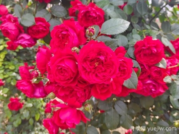 6款红色系的藤本月季品种，适合打造网红花墙