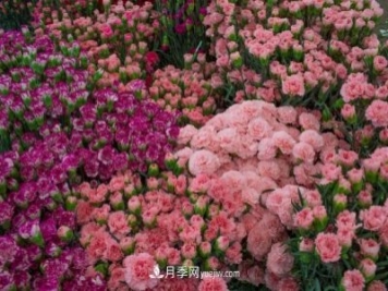 中国6大花市，全国花卉批发市场介绍