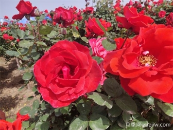 月季、玫瑰、蔷薇分别是什么？如何区别？