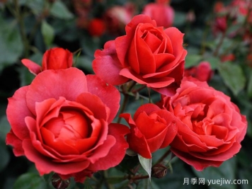 21朵玫瑰：不只是浪漫，还藏着这些深意