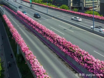 杭州高架月季初开，2024年又到走花路时间