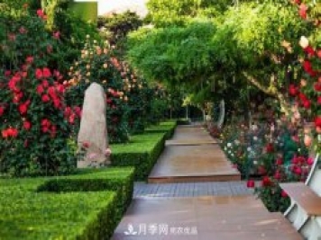 秦皇岛适合养月季花，市花和市树是什么
