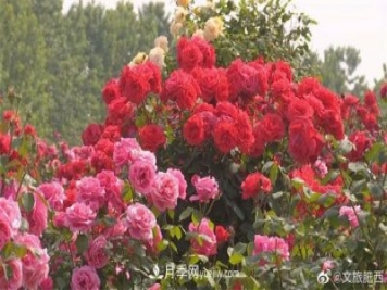 肥西县三河镇百亩树状月季园：花开正艳，产业增收