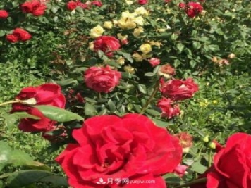 山西运城农民柳庚申建当地精品月季园，种植300多个月季花品种