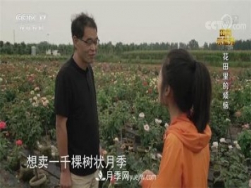 央视《田间示范秀》播出南阳月季种植故事《花田里的烦恼》